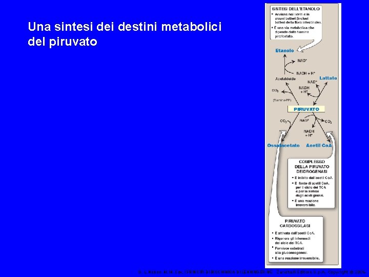 Una sintesi destini metabolici del piruvato D. L. Nelson, M. M. Cox, I PRINCIPI