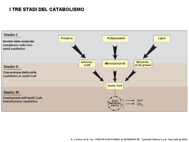 I TRE STADI DEL CATABOLISMO D. L. Nelson, M. M. Cox, I PRINCIPI DI