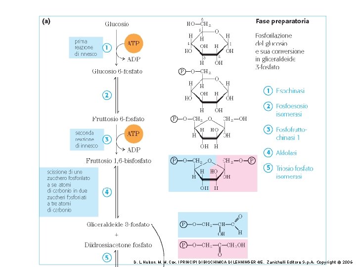 D. L. Nelson, M. M. Cox, I PRINCIPI DI BIOCHIMICA DI LEHNINGER 4/E, Zanichelli