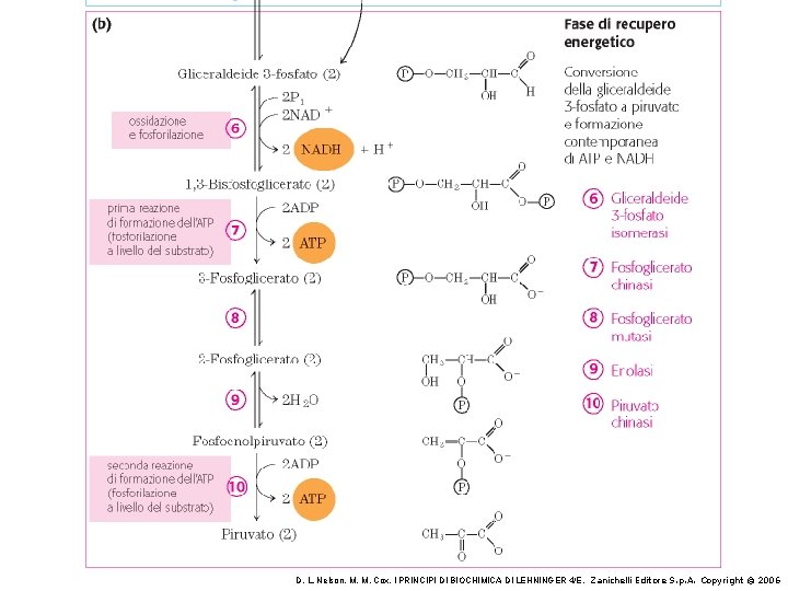 D. L. Nelson, M. M. Cox, I PRINCIPI DI BIOCHIMICA DI LEHNINGER 4/E, Zanichelli