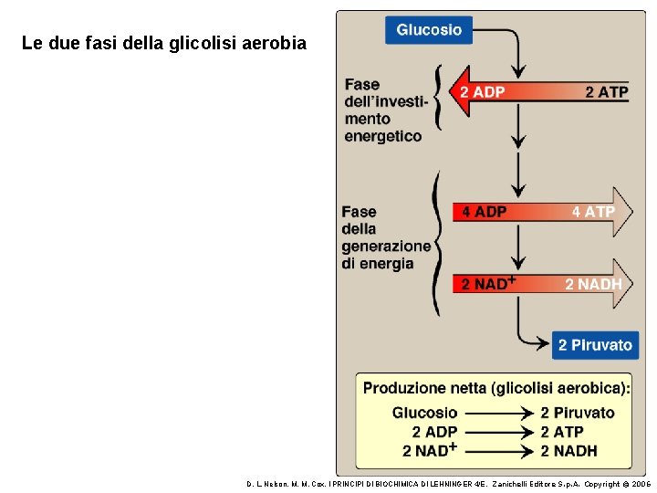 Le due fasi della glicolisi aerobia D. L. Nelson, M. M. Cox, I PRINCIPI