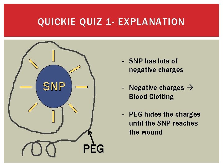 QUICKIE QUIZ 1 - EXPLANATION - SNP has lots of negative charges SNP -