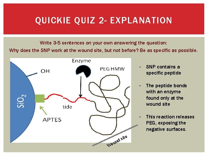 QUICKIE QUIZ 2 - EXPLANATION Write 3 -5 sentences on your own answering the