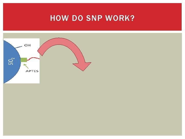 HOW DO SNP WORK? 
