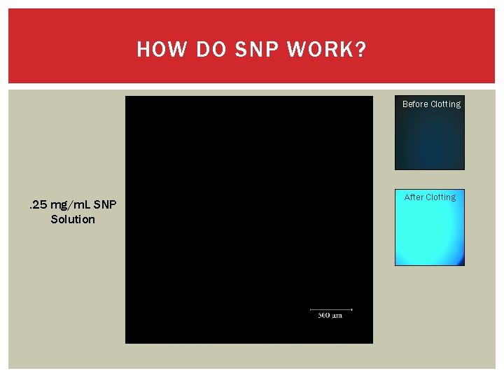 HOW DO SNP WORK? Before Clotting . 25 mg/m. L SNP Solution After Clotting