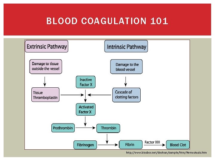 BLOOD COAGULATION 101 http: //www. biosbcc. net/doohan/sample/htm/Hemostasis. htm 