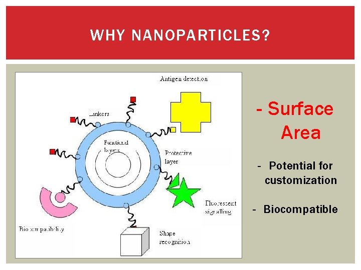 WHY NANOPARTICLES? - Surface Area - Potential for customization - Biocompatible 