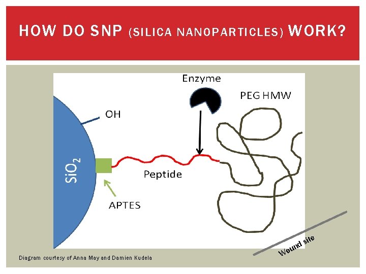 HOW DO SNP (SILICA NANOPARTICLES) WORK? ite s d Diagram courtesy of Anna May