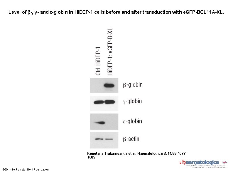 Level of β-, γ- and ε-globin in Hi. DEP-1 cells before and after transduction