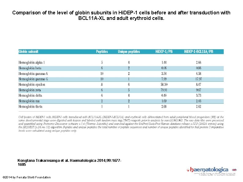 Comparison of the level of globin subunits in Hi. DEP-1 cells before and after