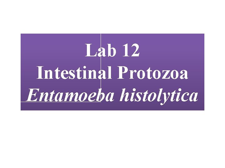 Lab 12 Intestinal Protozoa Entamoeba histolytica 