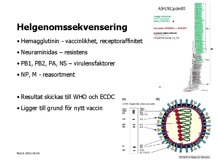 Helgenomssekvensering • Hemagglutinin - vaccinlikhet, receptoraffinitet • Neuraminidas – resistens • PB 1, PB