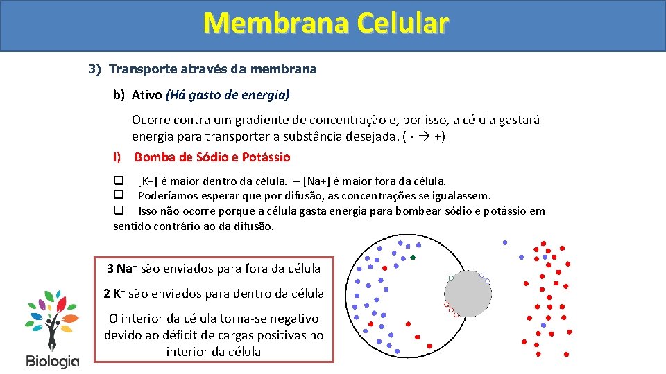 Membrana Celular 3) Transporte através da membrana b) Ativo (Há gasto de energia) Ocorre
