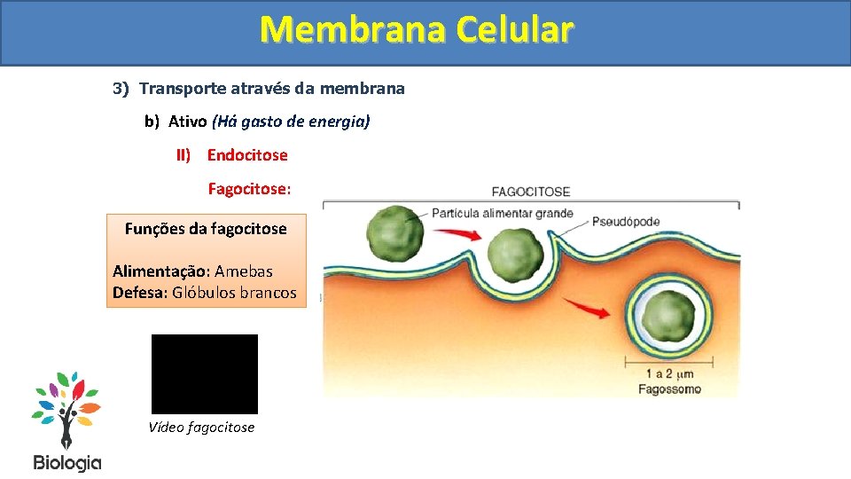 Membrana Celular 3) Transporte através da membrana b) Ativo (Há gasto de energia) II)