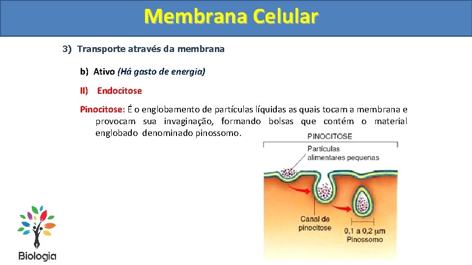 Membrana Celular 3) Transporte através da membrana b) Ativo (Há gasto de energia) II)