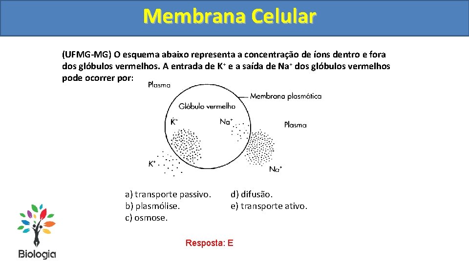 Membrana Celular (UFMG-MG) O esquema abaixo representa a concentração de íons dentro e fora