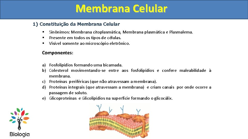Membrana Celular 1) Constituição da Membrana Celular § § § Sinônimos: Membrana citoplasmática, Membrana