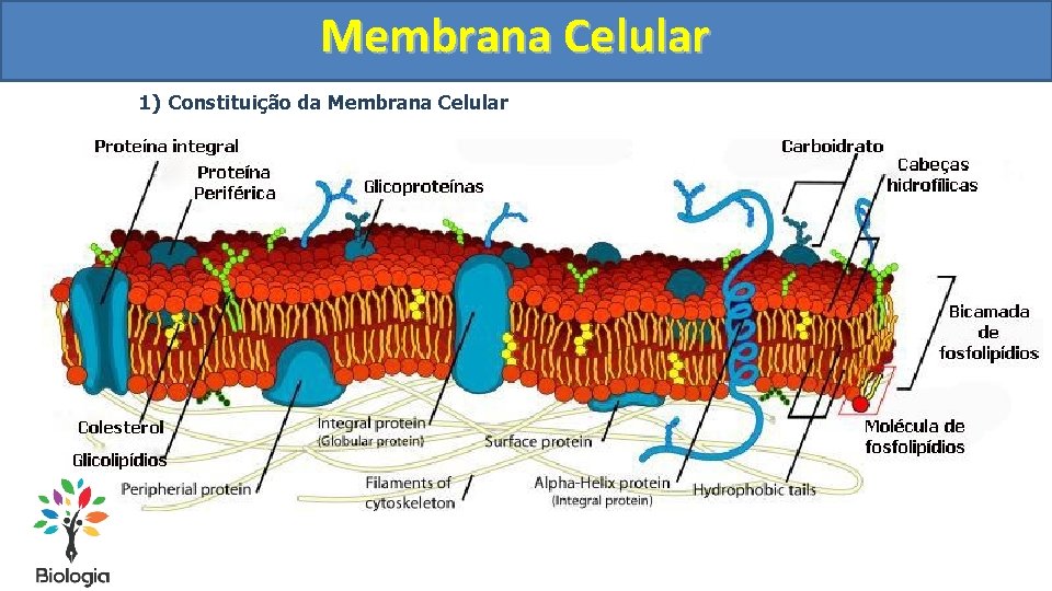 Membrana Celular 1) Constituição da Membrana Celular 
