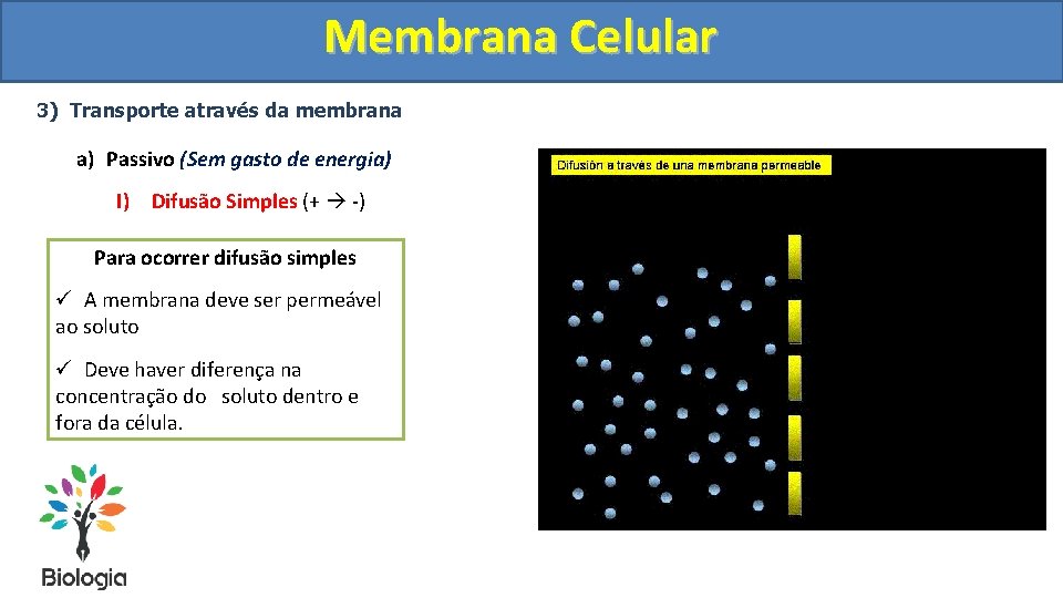 Membrana Celular 3) Transporte através da membrana a) Passivo (Sem gasto de energia) I)