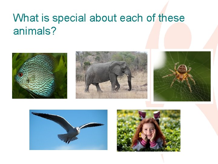 What is special about each of these animals? 