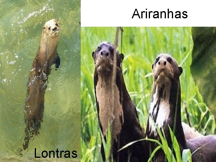 Ariranhas Lontras 