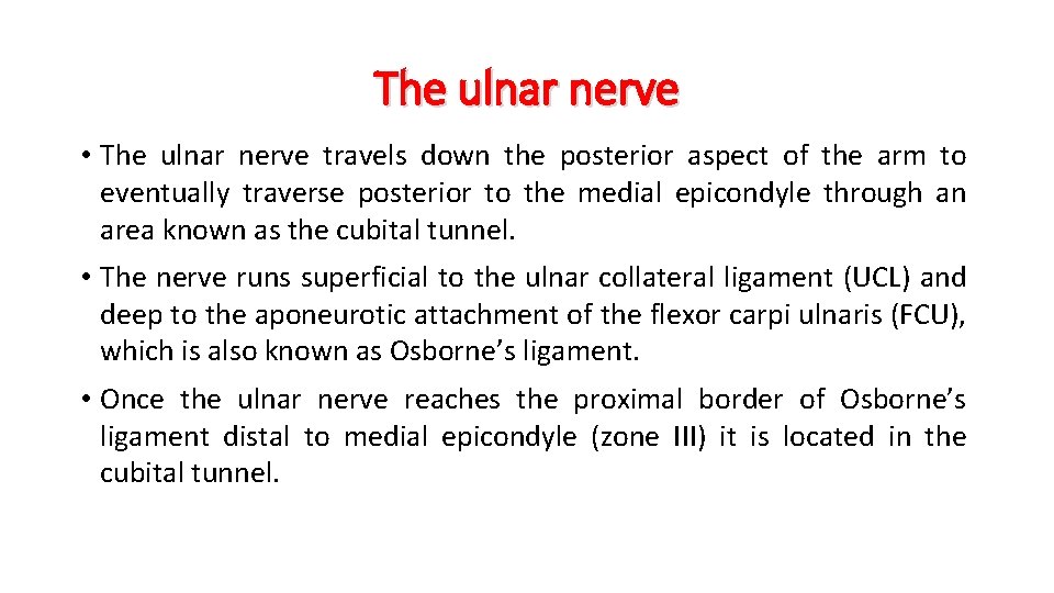 The ulnar nerve • The ulnar nerve travels down the posterior aspect of the
