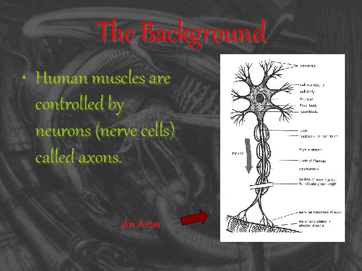 The Background • Human muscles are controlled by neurons (nerve cells) called axons. An