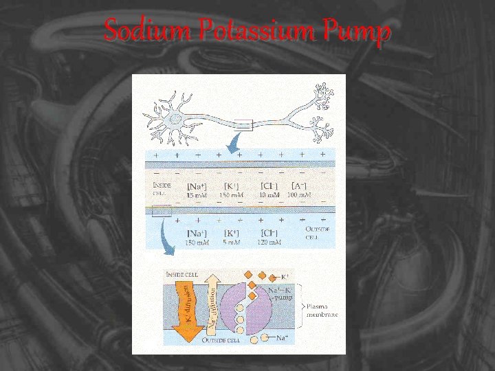 Sodium Potassium Pump 