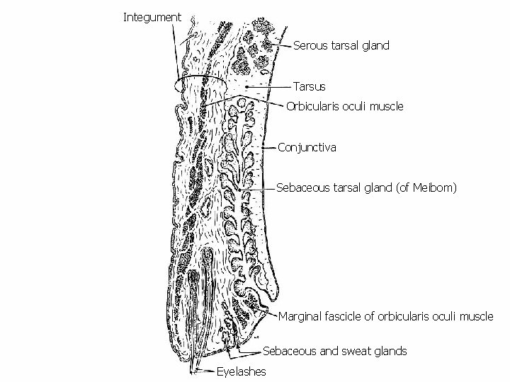 Integument Serous tarsal gland Tarsus Orbicularis oculi muscle Conjunctiva Sebaceous tarsal gland (of Meibom)