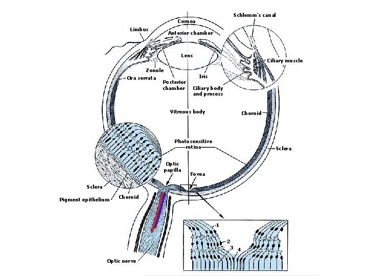 Schlemm’s canal Cornea Limbus Anterior chamber Lens Zonule Ora serrata Posterior chamber Ciliary muscle