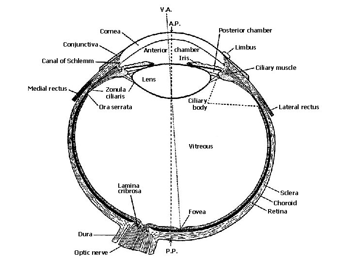 V. A. A. P. Posterior chamber Cornea Conjunctiva Anterior Canal of Schlemm chamber Iris