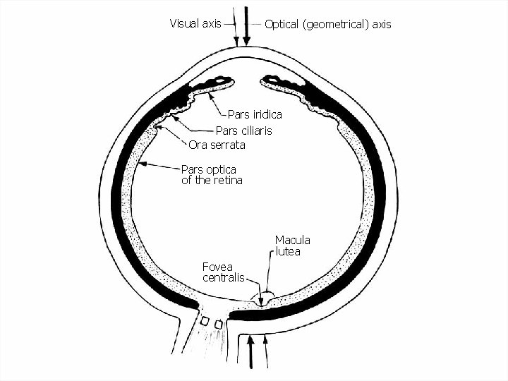 Visual axis Optical (geometrical) axis Pars iridica Pars ciliaris Ora serrata Pars optica of