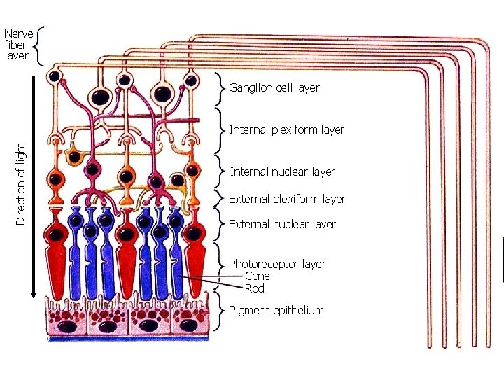 Nerve fiber layer Ganglion cell layer Direction of light Internal plexiform layer Internal nuclear