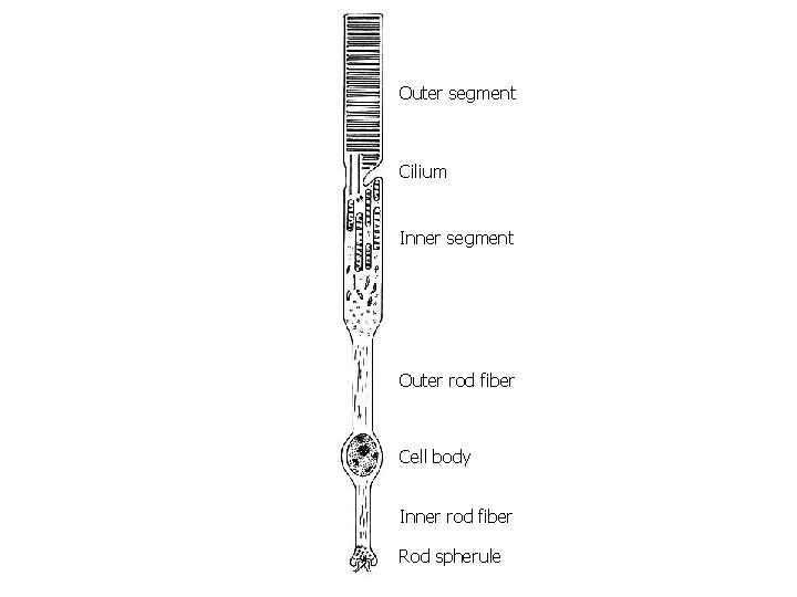 Outer segment Cilium Inner segment Outer rod fiber Cell body Inner rod fiber Rod
