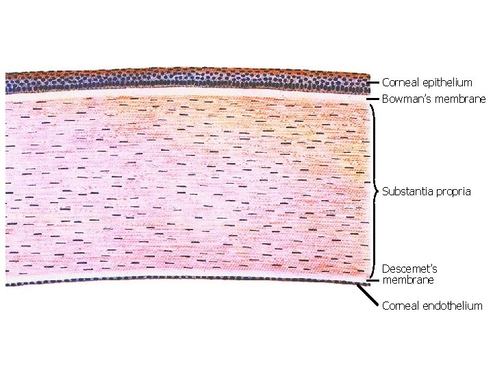 Corneal epithelium Bowman’s membrane Substantia propria Descemet’s membrane Corneal endothelium 