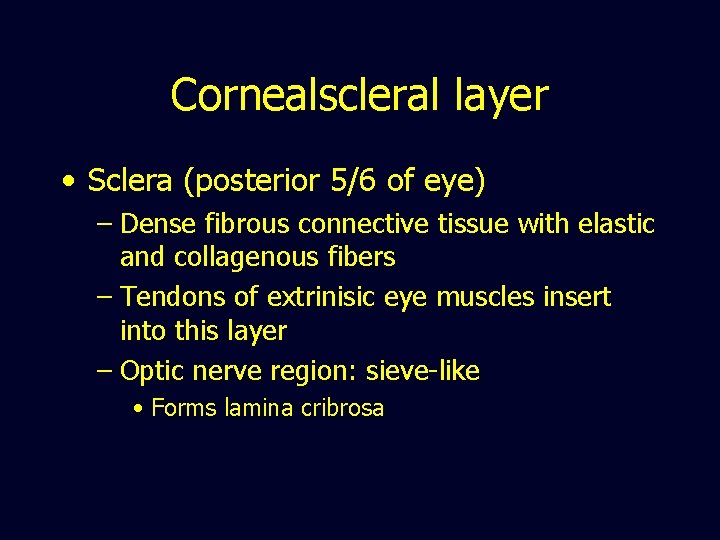Cornealscleral layer • Sclera (posterior 5/6 of eye) – Dense fibrous connective tissue with