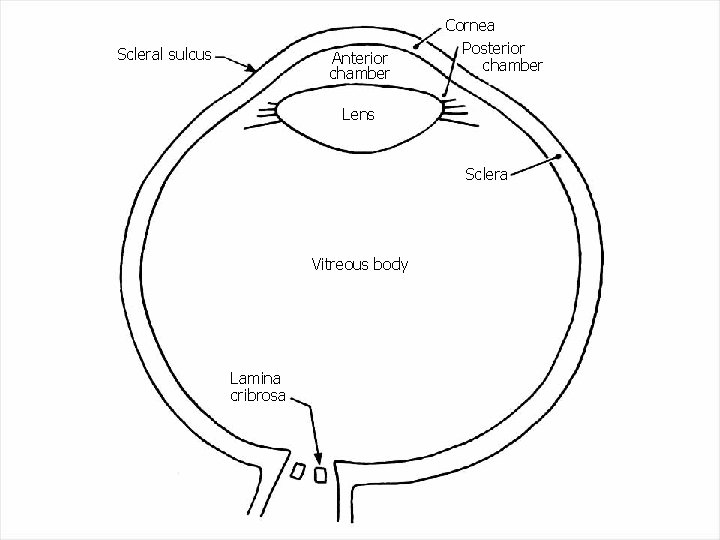 Scleral sulcus Anterior chamber Cornea Posterior chamber Lens Sclera Vitreous body Lamina cribrosa 