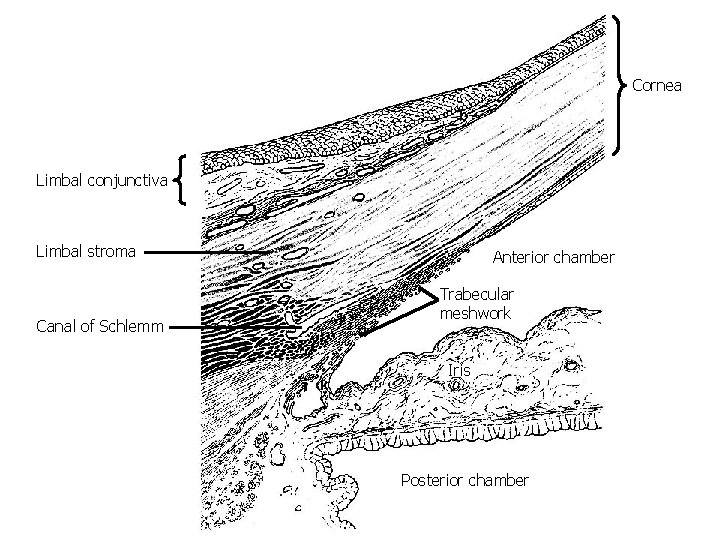 Cornea Limbal conjunctiva Limbal stroma Canal of Schlemm Anterior chamber Trabecular meshwork Iris Posterior