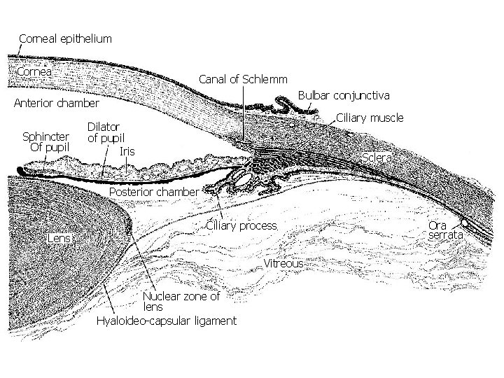 Corneal epithelium Cornea Canal of Schlemm Bulbar conjunctiva Anterior chamber Sphincter Of pupil Ciliary