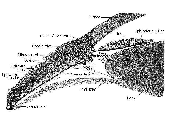 Cornea Sphincter pupillae Iris Canal of Schlemm Conjunctiva Ciliary process Ciliary muscle Sclera Episcleral