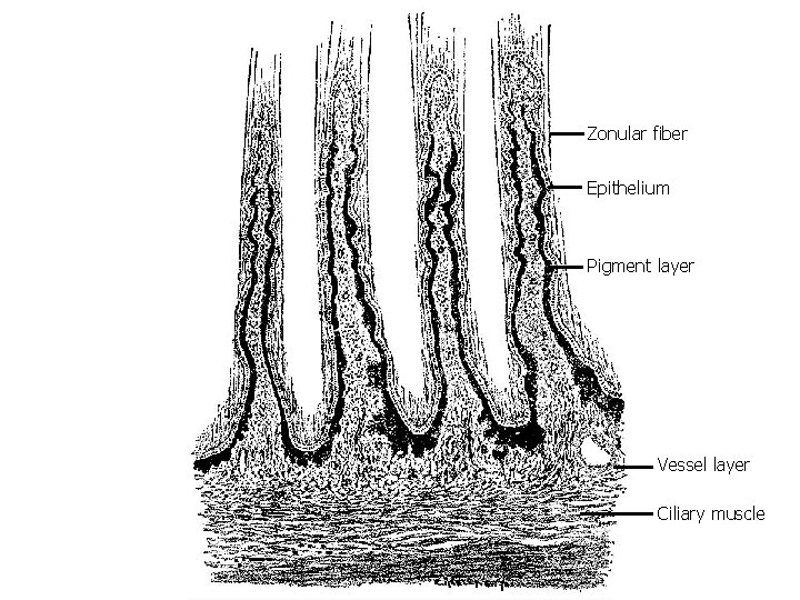 Zonular fiber Epithelium Pigment layer Vessel layer Ciliary muscle 