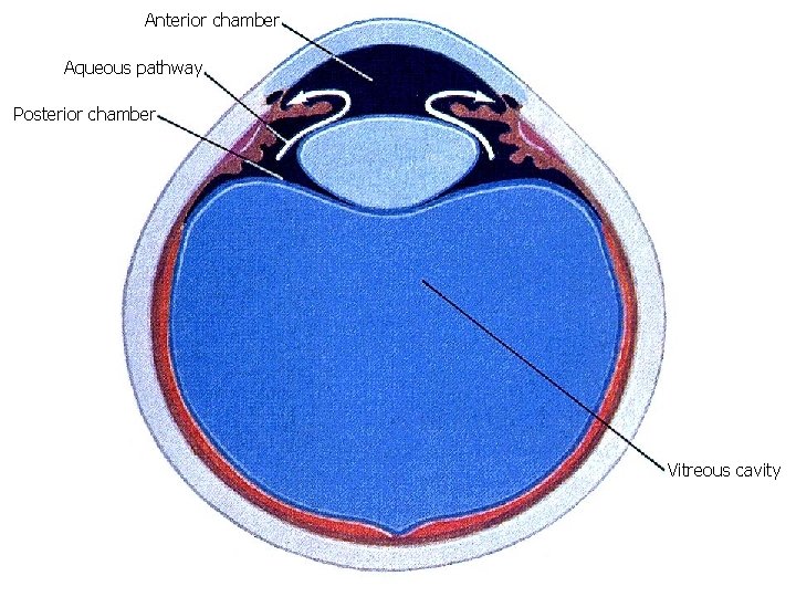 Anterior chamber Aqueous pathway Posterior chamber Vitreous cavity 