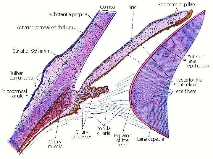 Cornea Iris Sphincter pupillae Substantia propria Anterior corneal epithelium Canal of Schlemm Anterior lens