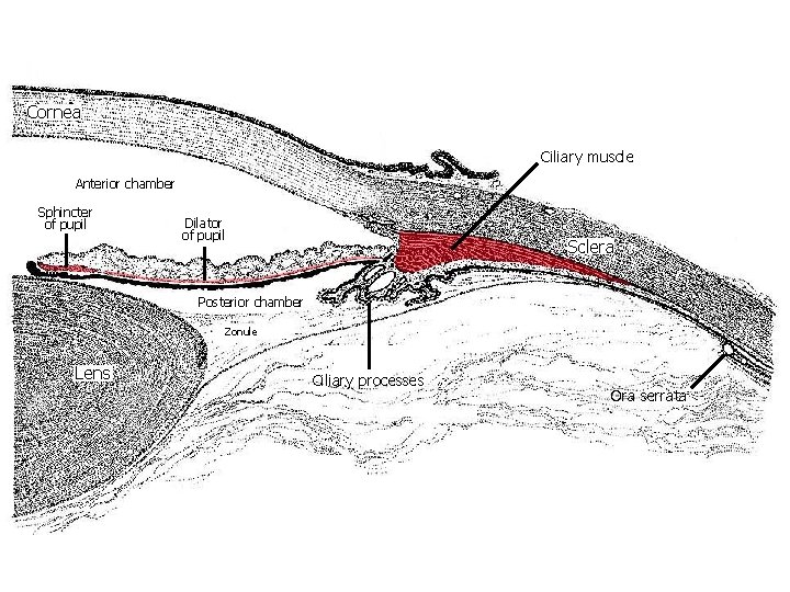 Cornea Ciliary muscle Anterior chamber Sphincter of pupil Dilator of pupil Sclera Posterior chamber