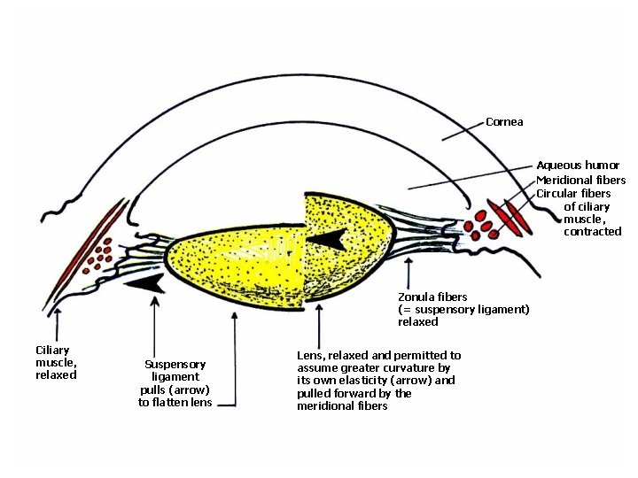 Cornea Aqueous humor Meridional fibers Circular fibers of ciliary muscle, contracted Zonula fibers (=