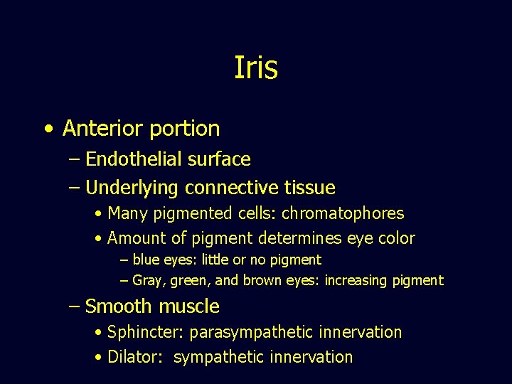 Iris • Anterior portion – Endothelial surface – Underlying connective tissue • Many pigmented