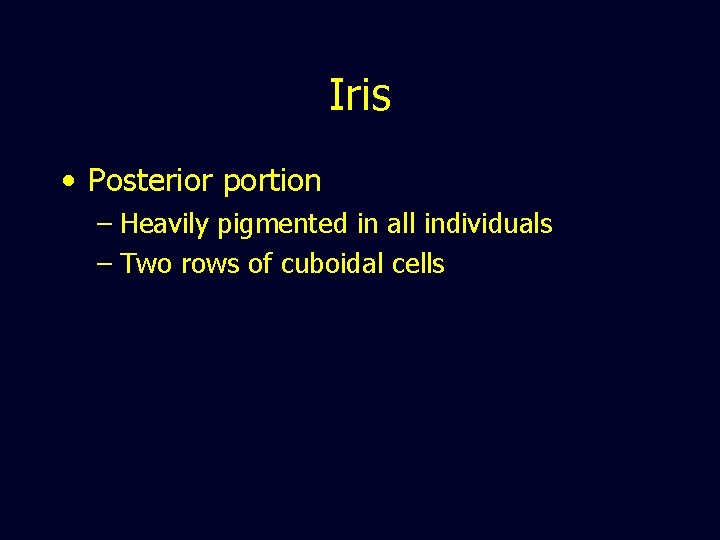 Iris • Posterior portion – Heavily pigmented in all individuals – Two rows of