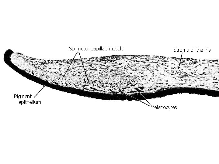Sphincter papillae muscle Pigment epithelium Stroma of the iris Melanocytes 