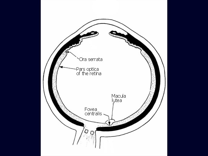 Ora serrata Pars optica of the retina Macula lutea Fovea centralis 