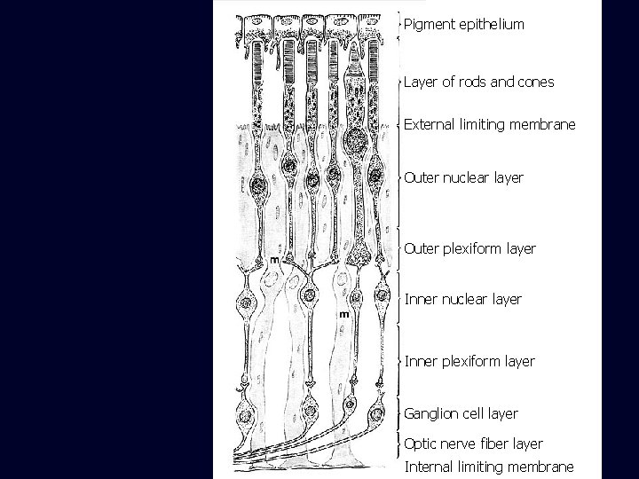 Pigment epithelium Layer of rods and cones External limiting membrane Outer nuclear layer Outer